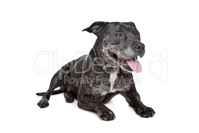 Staffordshire Bull Terrier