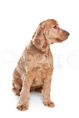 Brown cocker spaniel dog