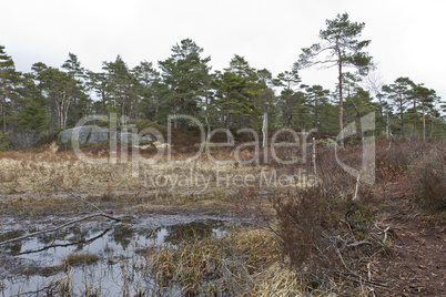 rural scene with tree, marsh and stone