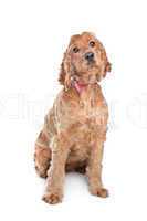 Brown cocker spaniel dog