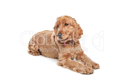 Brown cocker spaniel dog