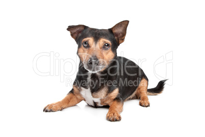 Black and Tan Jack Russel Terrier