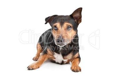 Black and Tan Jack Russel Terrier