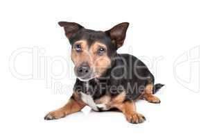 Black and Tan Jack Russel Terrier