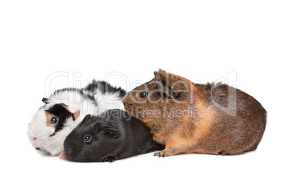 three Guinea pigs