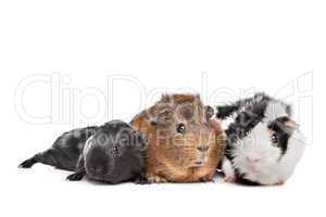 three Guinea pigs