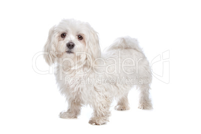 Maltese dog