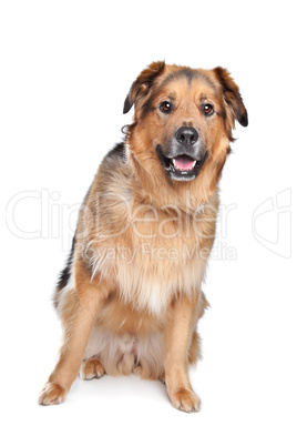 Mixed breed dog