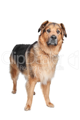 Mixed breed dog