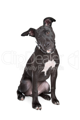 Staffordshire bull terrier puppy