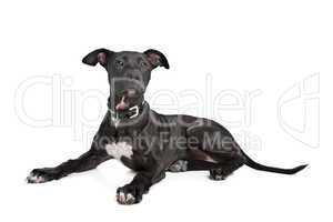 Staffordshire bull terrier puppy
