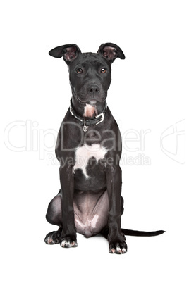 Staffordshire bull terrier puppy