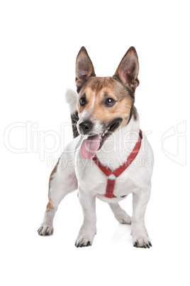 Jack Russel Terrier