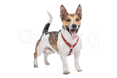 Jack Russel Terrier