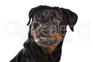 Rottweiler