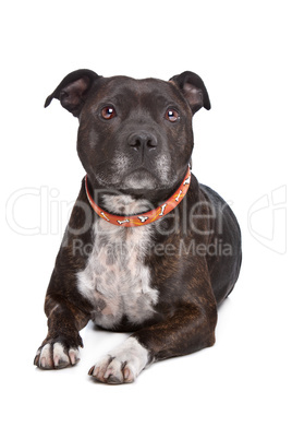 Staffordshire bull terrier