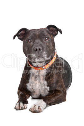 Staffordshire bull terrier