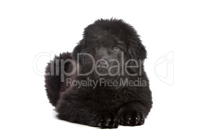 Black Newfoundland puppy