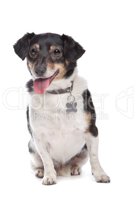 Jack Russel Terrier