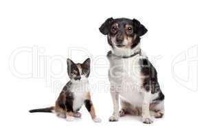 Kitten and Jack Russel Terrier