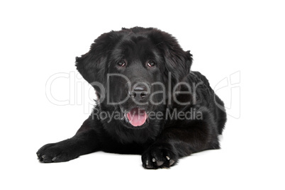 Black Tibetan Mastiff puppy