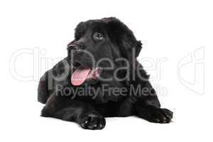 Black Tibetan Mastiff puppy