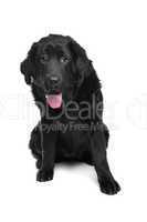 Black Tibetan Mastiff puppy