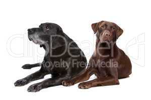 black and brown Labrador Retriever