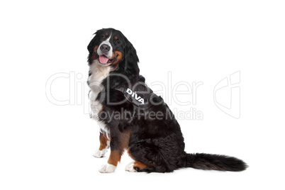 Bernese Mountain Dog