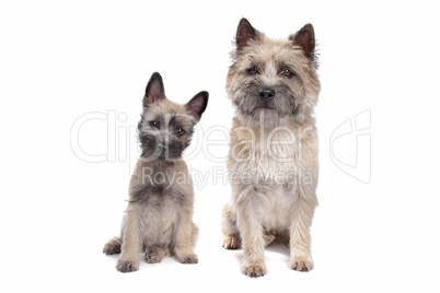 Puppy and adult cairn Terrier