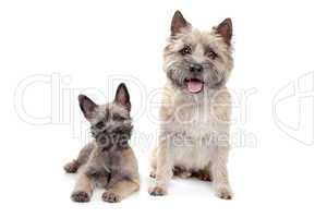 Puppy and adult cairn Terrier