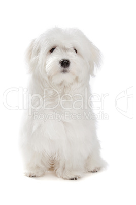 Maltese dog