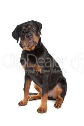 Young rottweiler