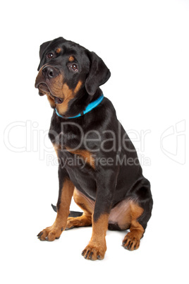 Young rottweiler