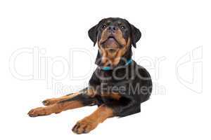 Young rottweiler