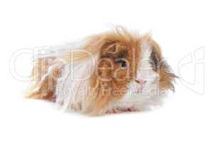 long haired guinea pig