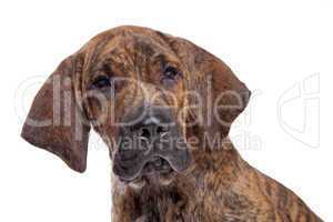 Brazilian Mastiff or Fila Brasileiro