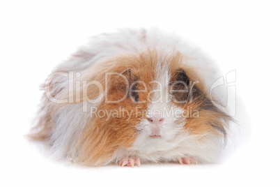 long haired guinea pig