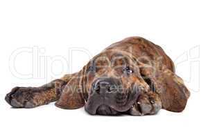 Brazilian Mastiff or Fila Brasileiro