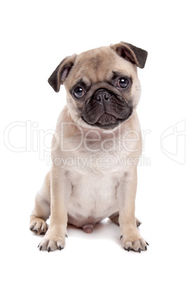 Pug dog