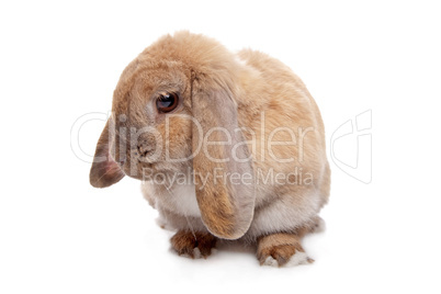 Young brown rabbit