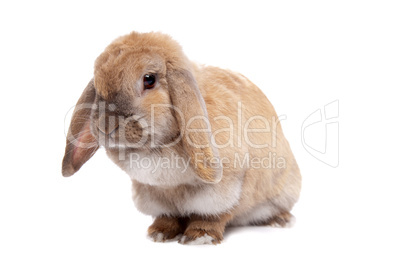 Young brown rabbit