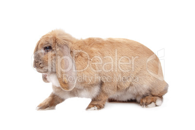 Young brown rabbit