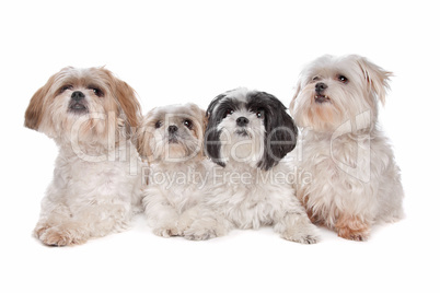 Four small dogs