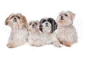 Four small dogs