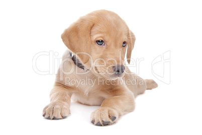 yellow Labrador retriever puppy