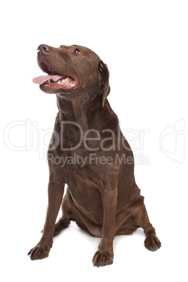 Chocolate Labrador