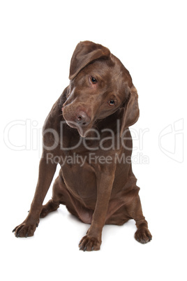 Chocolate Labrador