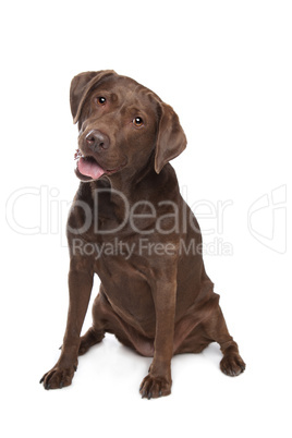 Chocolate Labrador