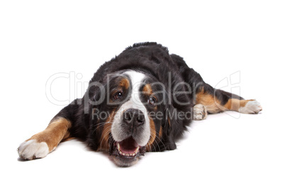 Bernese Mountain Dog